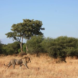 African Lions Suzanne Vlamis photography