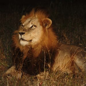 African Lions Suzanne Vlamis photography