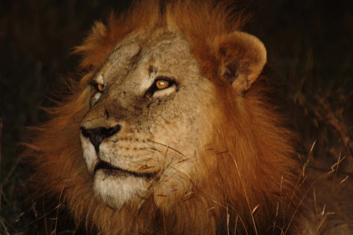 African Lions South Africa Disc2 133