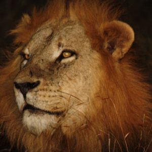 African Lions Suzanne Vlamis Photography