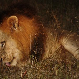 African Lions Suzanne Vlamis Photography