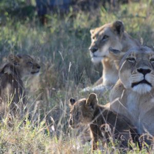 African Lions Suzanne Vlamis Photography