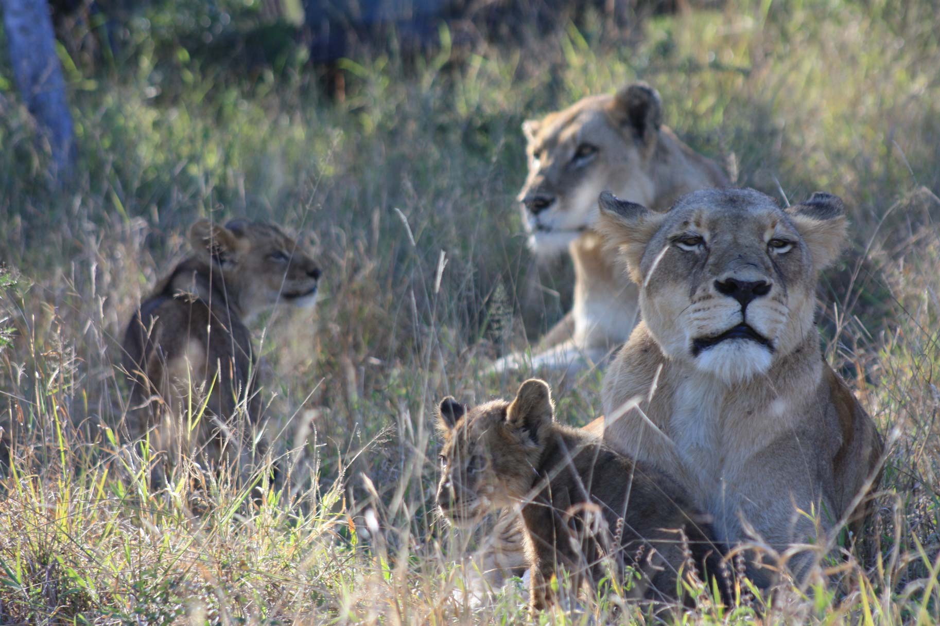 African Lions Suzanne Vlamis Photography