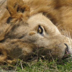 African Lions by Suzanne Vlamis