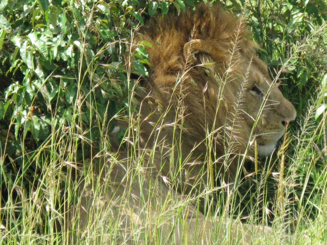 Kenya SD 3 Mara Aerials-Masai-Wildlife-NYC 3-1-5-2008 445