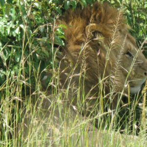 African Lions Suzanne Vlamis photography