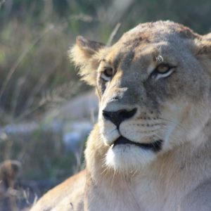 African Lions by Suzanne Vlamis