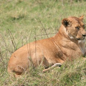 African Lions by Suzanne Vlamis