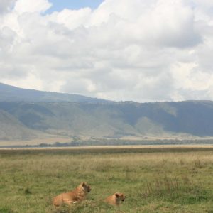 African Lions by Suzanne Vlamis