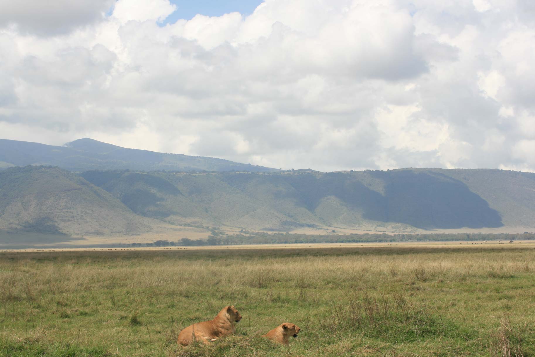 African Lions by Suzanne Vlamis