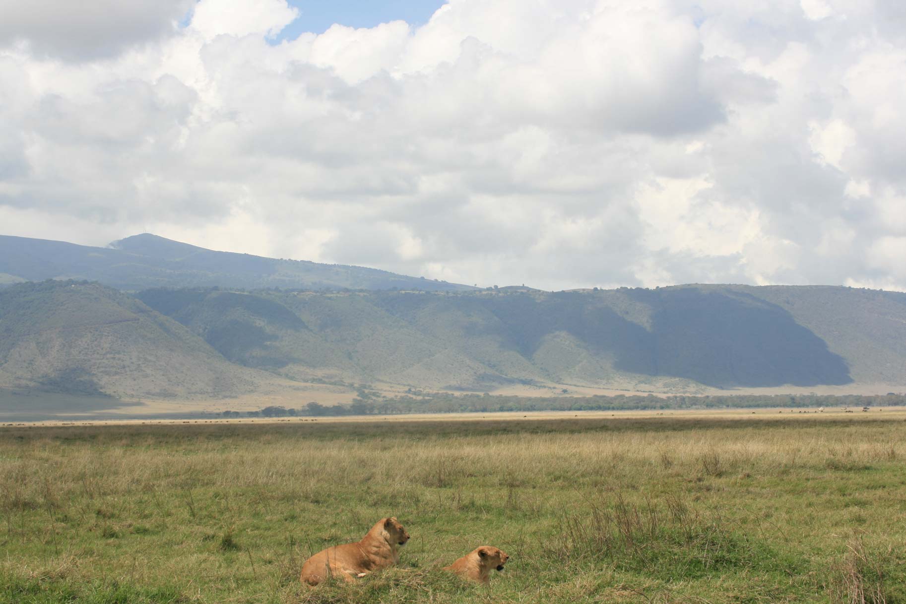 African Lions by Suzanne Vlamis