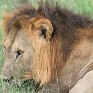 African Lions by Suzanne Vlamis