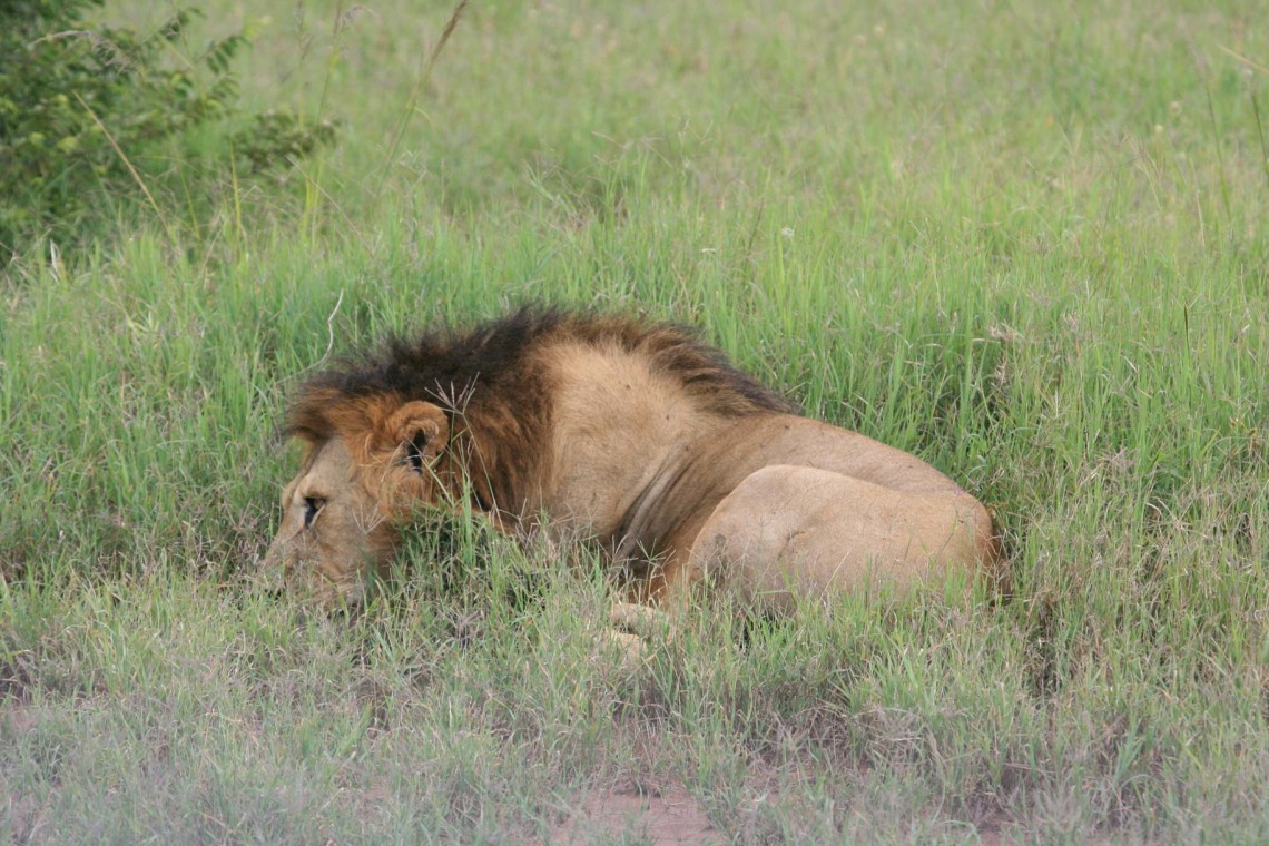 Tanzania CF 3 Serengeti Great Migration 12-12-17-2008 234