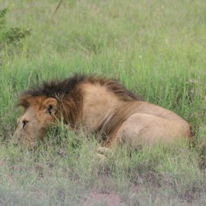 African Lions by Suzanne Vlamis