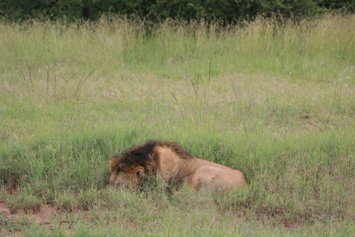 Tanzania CF 3 Serengeti Great Migration 12-12-17-2008 240