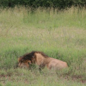 African Lions by Suzanne Vlamis