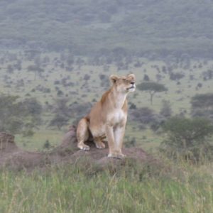 African Lions by Suzanne Vlamis