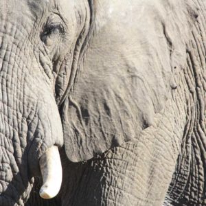 African Elephants - Suzanne Vlamis Photography