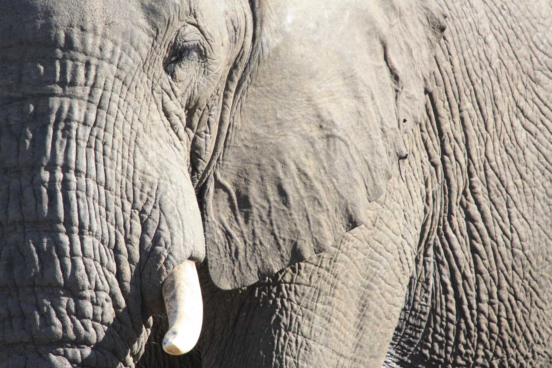 African Elephants - Suzanne Vlamis Photography