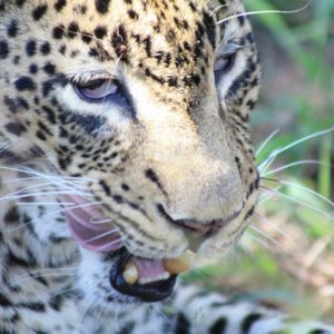 African Leopards Suzanne Vlamis Photography