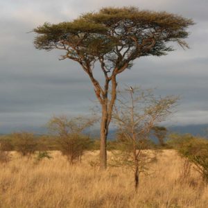 Maasai Mara Africa - Suzanne Vlamis Photography