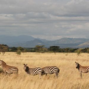 Maasai Mara Africa - Suzanne Vlamis Photography