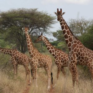 Maasai Mara Africa - Suzanne Vlamis Photography