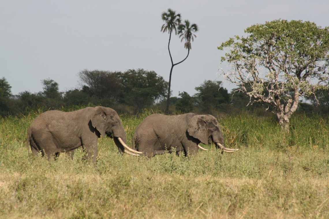 Kenya CF 4 African Wildlife A-Z Masai Mara 3-1-2008 379
