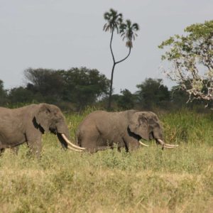 African Elephants - Suzanne Vlamis Photography