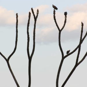 Maasai Mara Africa - Suzanne Vlamis Photography