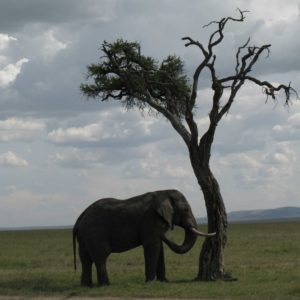 African Elephants - Suzanne Vlamis Photography