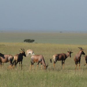 Maasai Mara Africa - Suzanne Vlamis Photography