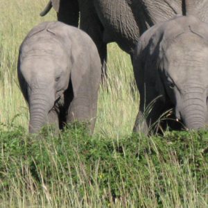 African Elephants - Suzanne Vlamis Photography