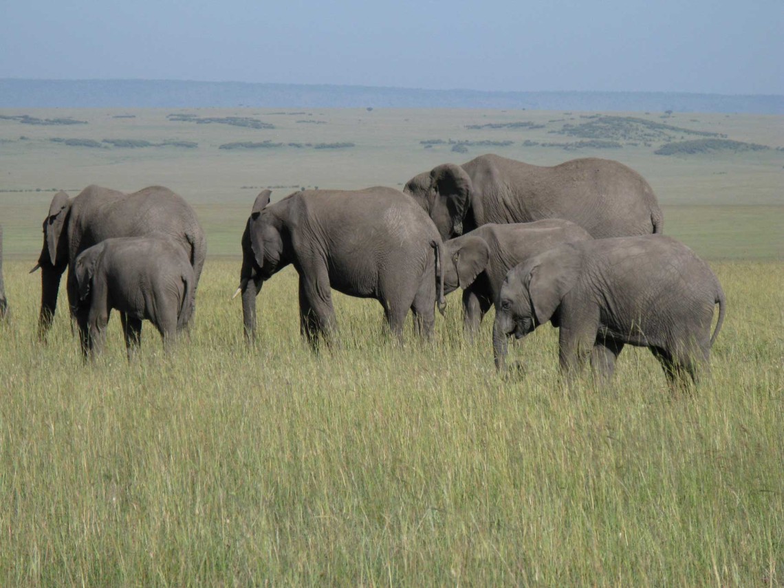 Kenya SD 2 Masai Mara-Air Balloon-AERIALS-Animals 3-7-2008 302