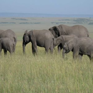 African Elephants - Suzanne Vlamis Photography
