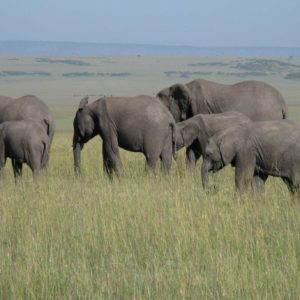 African Elephants - Suzanne Vlamis Photography