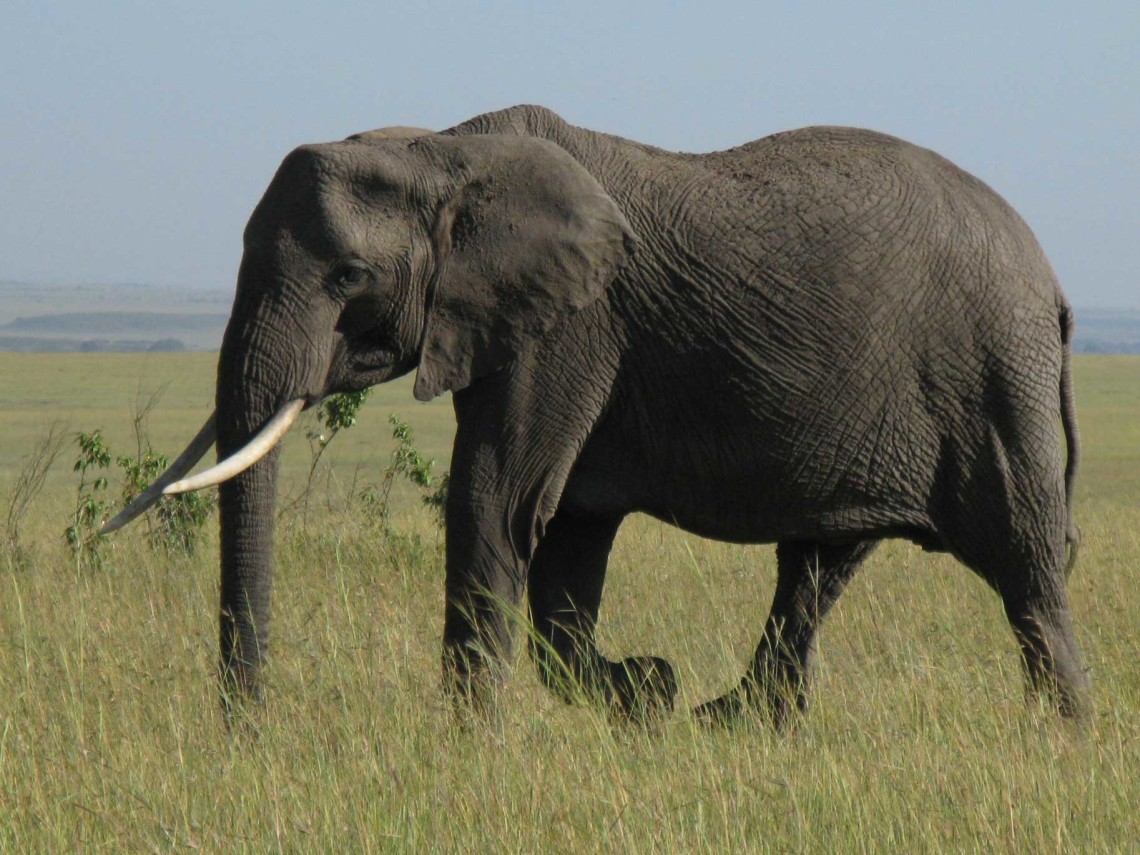 Kenya SD 2 Masai Mara-Air Balloon-AERIALS-Animals 3-7-2008 306