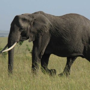 African Elephants