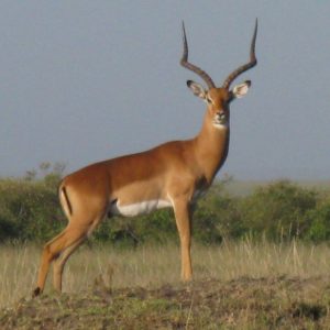 Maasai Mara Africa - Suzanne Vlamis Photography