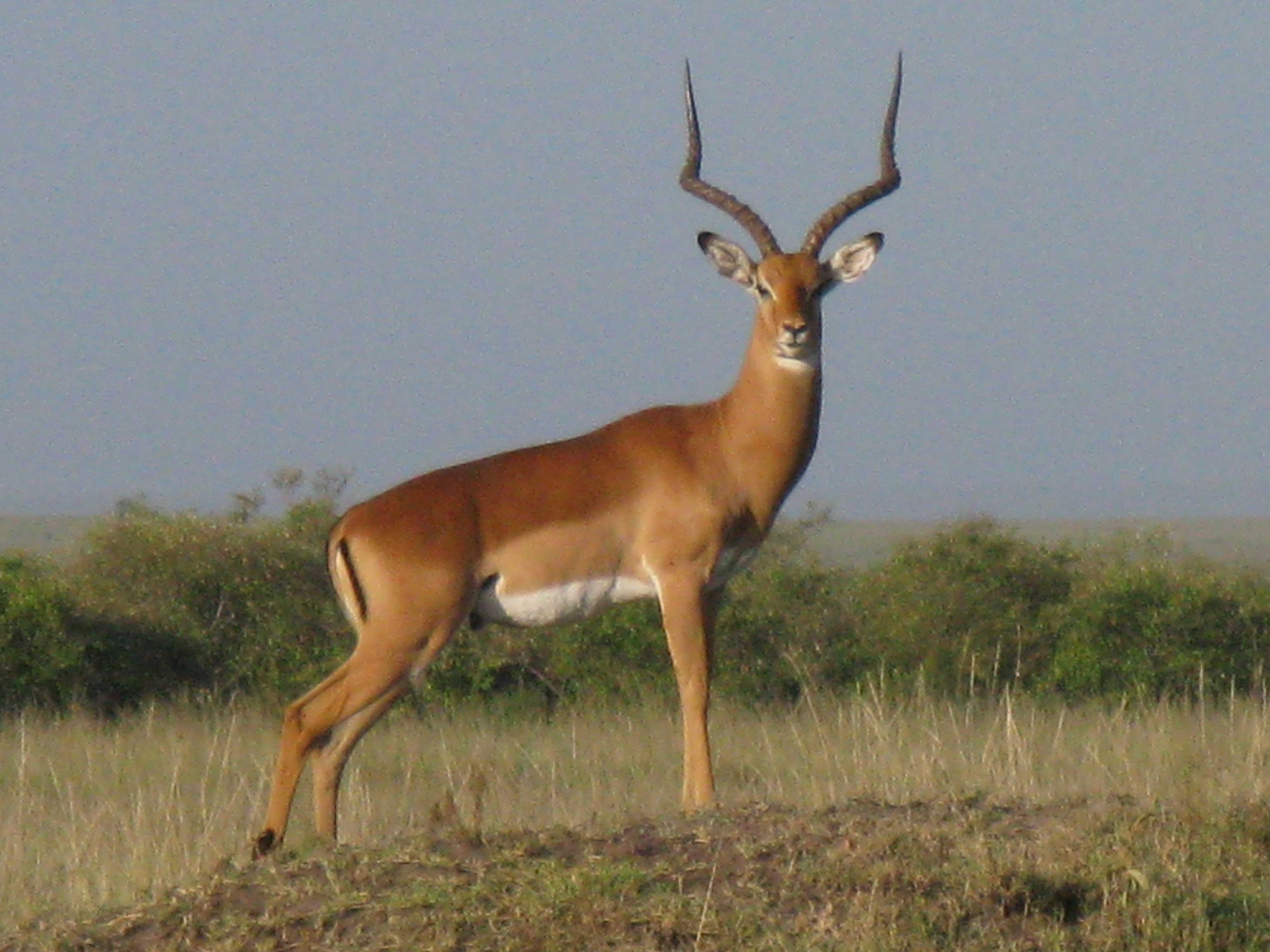 Maasai Mara Africa - Suzanne Vlamis Photography