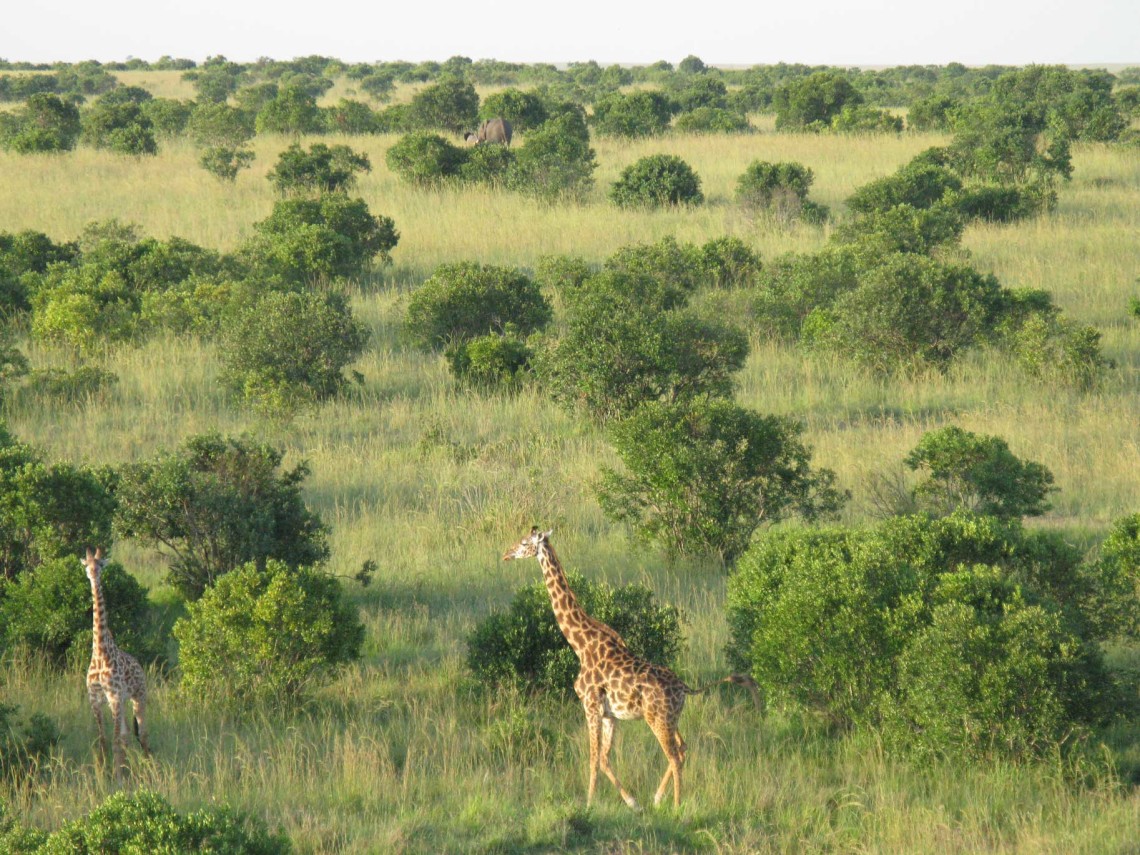 Kenya SD 2 Masai Mara-Air Balloon-AERIALS-Animals 3-7-2008 557