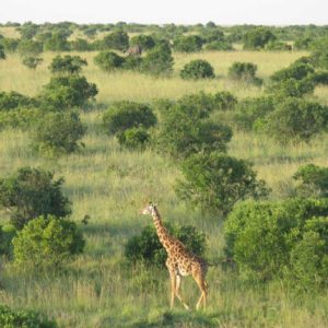 Maasai Mara Africa - Suzanne Vlamis Photography