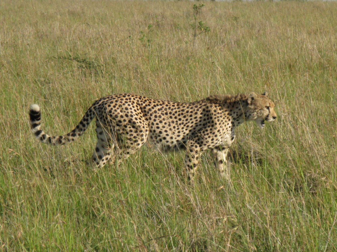 Kenya SD 3 Mara Aerials-Masai-Wildlife-NYC 3-1-5-2008 039