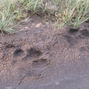 Maasai Mara Africa - Suzanne Vlamis Photography