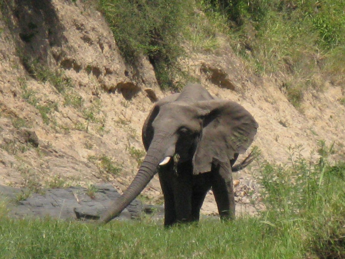 Kenya SD 3 Mara Aerials-Masai-Wildlife-NYC 3-1-5-2008 513