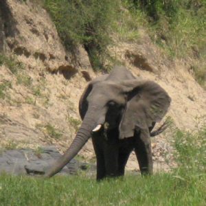 African Elephants - Suzanne Vlamis Photography