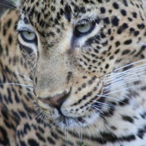 African Leopards Suzanne Vlamis Photography