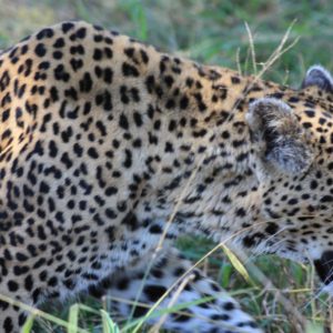 African Leopards Suzanne Vlamis Photography