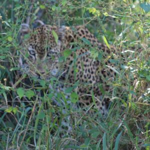 African Leopards Suzanne Vlamis Photography