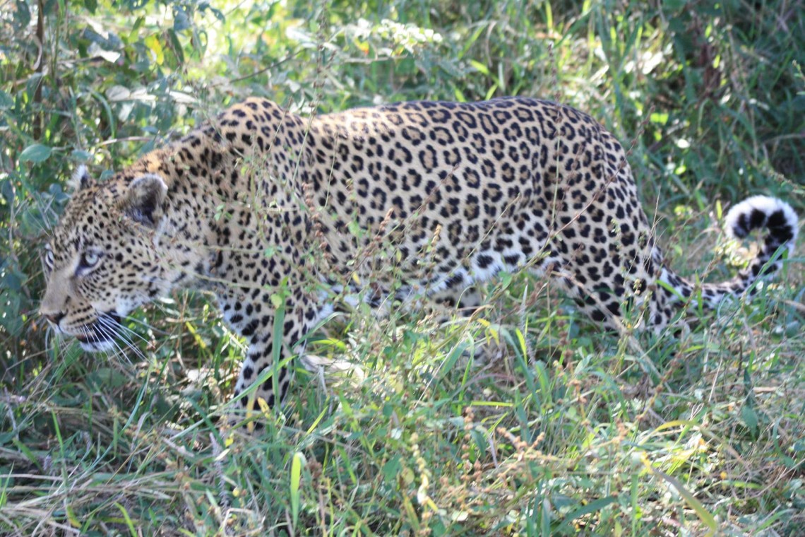 South Africa Leopards 489